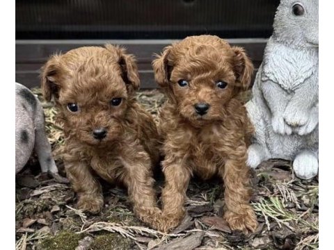 Toy poodle kore cins