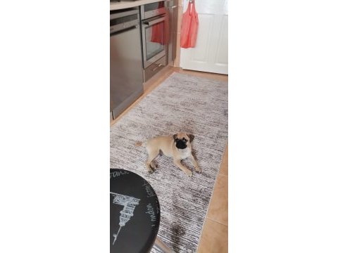 İlk günkü gibi heyecanlı pug