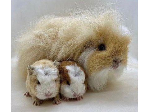 Guinea pig yavrular aynı gün set halinde teslim edilir