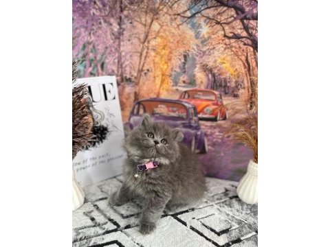 Show kalite british longhair yavrular yeni yuvasını arıyor