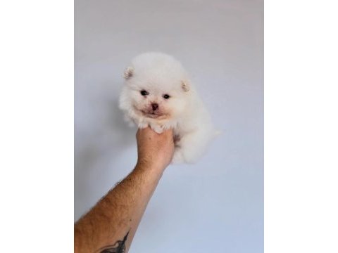 Pomeranian boo krem ve beyaz erkek