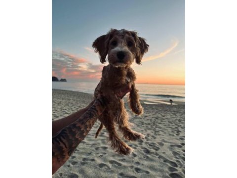 Maltipoo 4 aylık herşeyi hazır