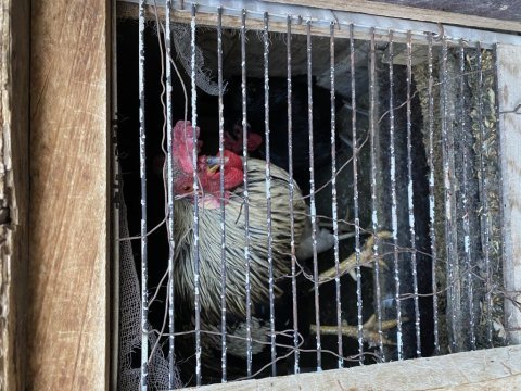Besili köy horozu damızlık ve kesmelik