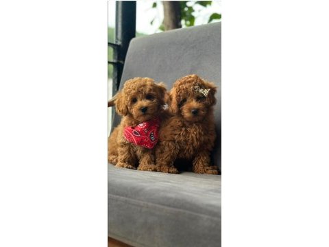 Toy poodle bebek köpekler