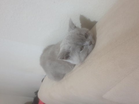 3 aylık british shorthair