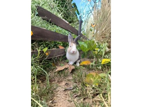 Munchie lop kırması tavşan