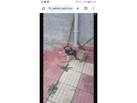 Pug mops paşa