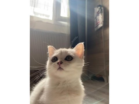 Sliver yavru british shorthair