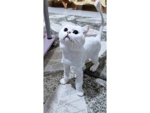 Genç aktif erkek kedimiz