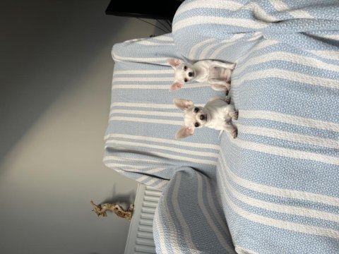 6 aylık micro-teacup şivava mükemmel dişiler