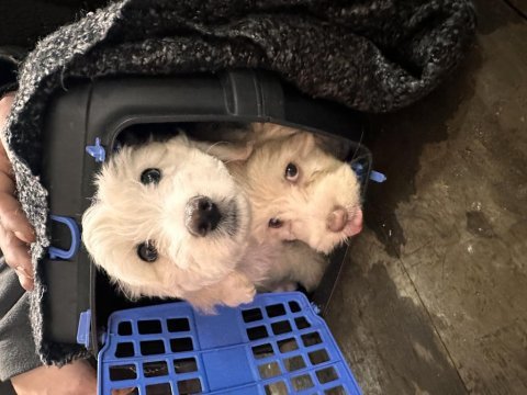 Köpeğimiz sahiplendirilmeyi bekliyor
