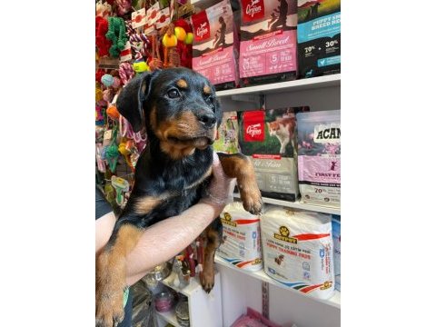 Rottweiler yavrular