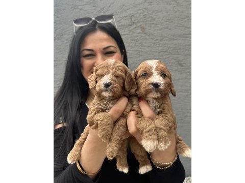 Safkan maltipoo yavrularım