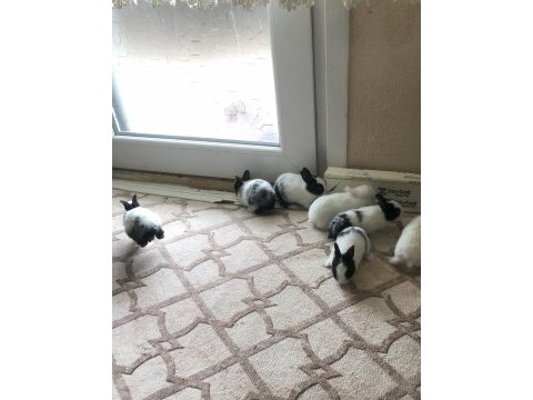 Yavru tavşanları sahiplendirmek