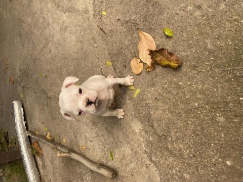 Son 2 erkek yavru kaldı 3 aylık french bulldog