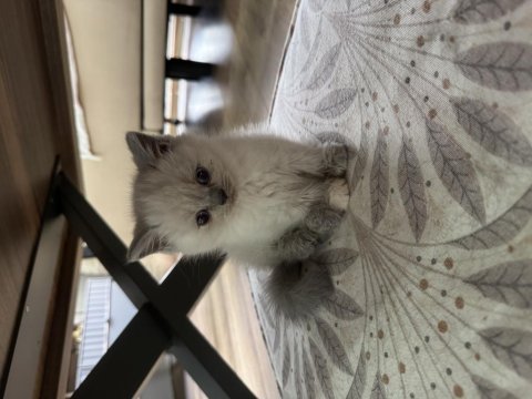2 buçuk aylık yavru kedimiz