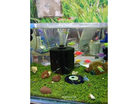 Lepistes moli kılıç neon tetra