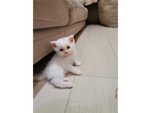 Scottish fold kediler yeni ailelerini bekliyorlar