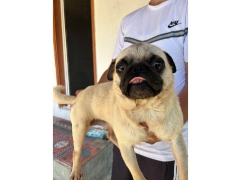 Yetişkin krem dişi pug