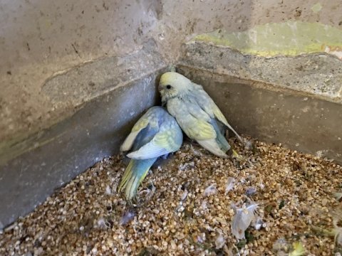4 adet yavru muhabbet kuşu rainbow dişi ve erkek.
