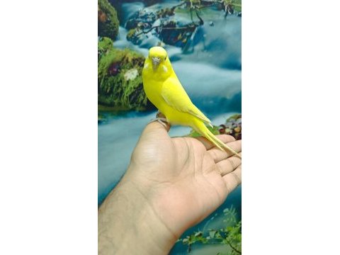 Dişi evcil muhabbet kuşu