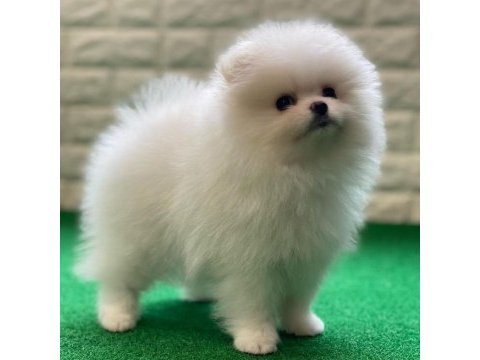 Teddy bear pomeranian yavruları