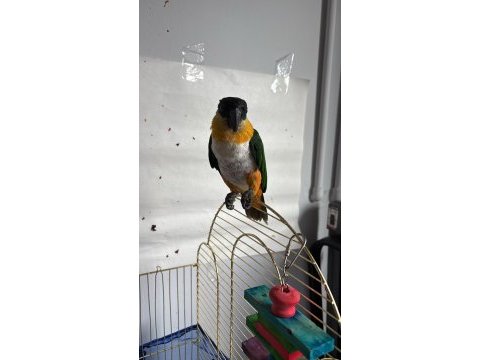 Caique papağanı (siyah başlı caique)