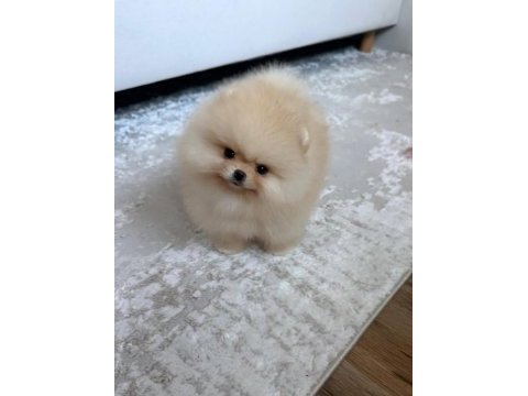 Sevimli pomeranian yavrularımız yeni ailelerini arıyor