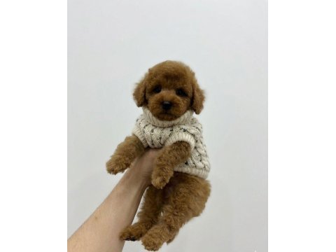 Toy poodle erkek yavrumuz yeni yuvasını arıyor