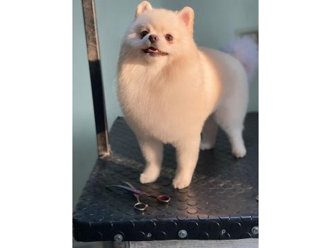 A+kalite pomeranian boo bebekler ayı surat