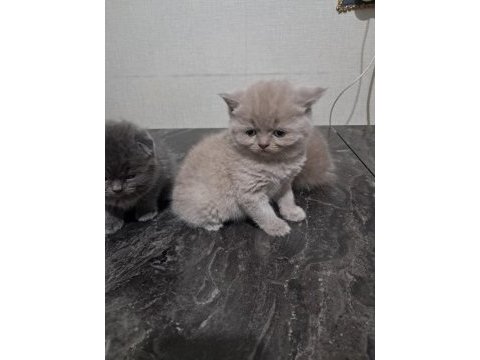 45-50 günlük kedimiz
