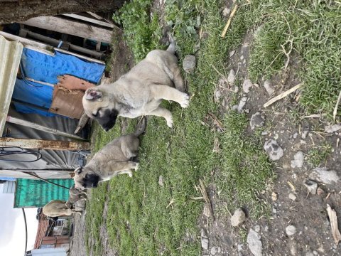 Mükemmel kalite saf kangal yavrular