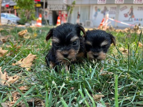 Teacup yorkshire terrier bebekler