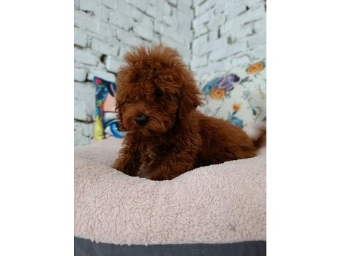 Toy poodle erkek yavrumuz