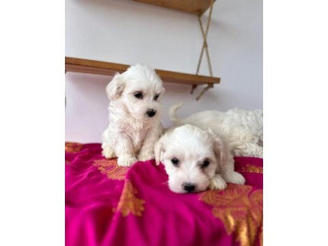 Terrier maltese malta
