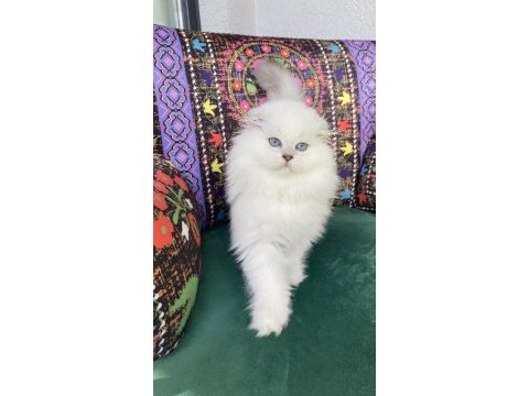 2 aylık biblo gibi yavru scottish fold