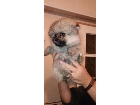 Pomeranian spitz yavrular