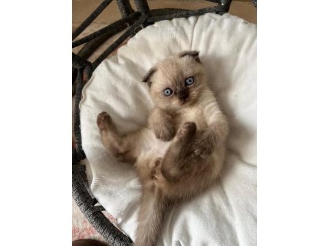 Scottish fold yarım kırık kulak