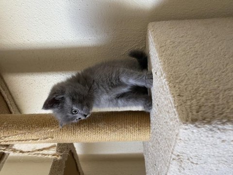 British shorthair gri