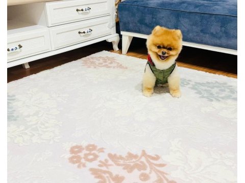 Üst kalite pomeranian
