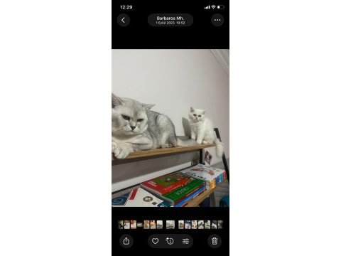 British shorthair kısır ve çok uysal