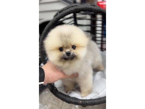 Pomeranian boo ayı surat yavrularimiz