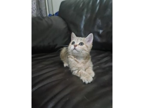 Petcimin en tatlı sarı şeker kedileri