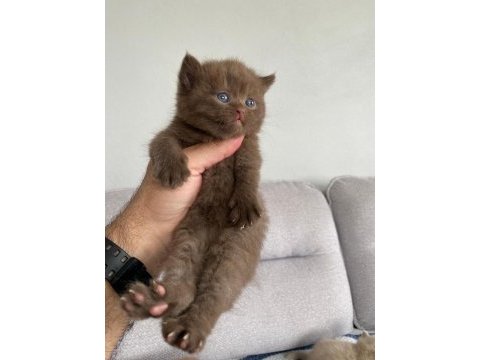 Nadir bulunan özel seri british shorthair bebekler