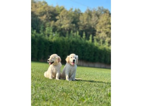 Golden retriever yavruları çiftlikten
