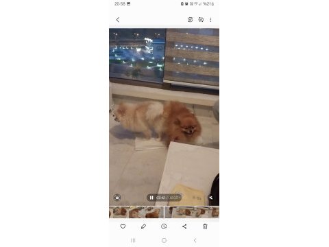 Pomeranian boo köpeklerim