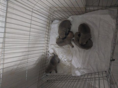 Yavru pug köpeği sahiplendirme