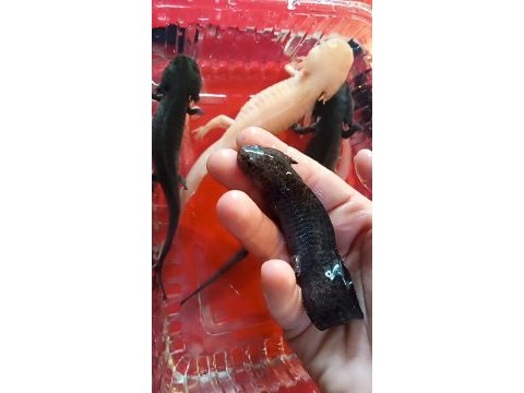5 axolotl (tane fiyatı)
