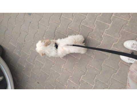 Aşıları tam 4 aylık yavru terrier