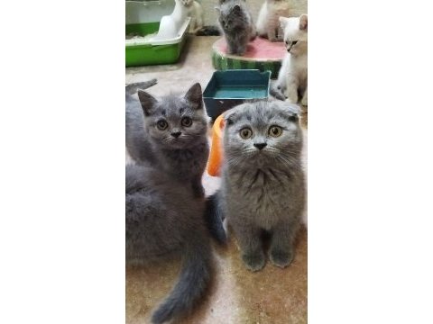 Muhteşem güzellikte british shorthair yavrularımız